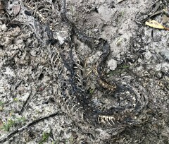 Pseudonaja textilis