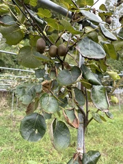 Actinidiaceae