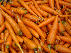 Daucus carota sativus