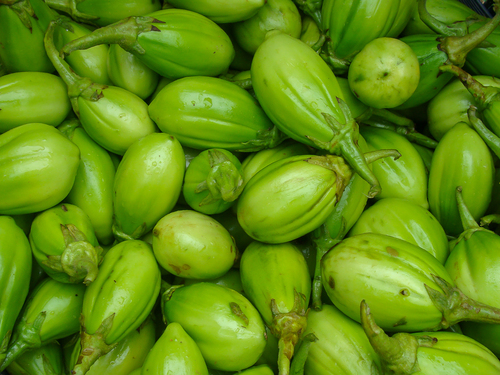 Ethiopian Nightshade (Solanum aethiopicum)