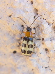 Paranapiacaba tricincta