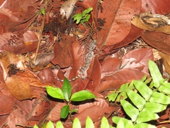 Cyrtodactylus