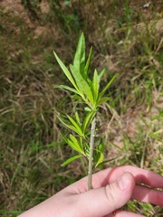 Gomphocarpus physocarpus
