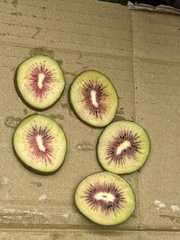 Actinidiaceae