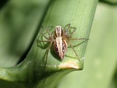 Oxyopes gracilipes