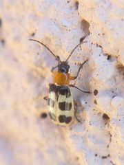 Paranapiacaba tricincta