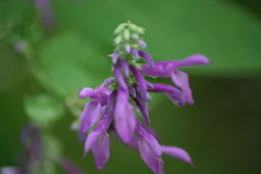 Salvia purpurea