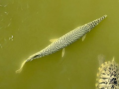 Lepisosteus oculatus
