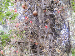 Couroupita guianensis