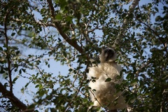 Propithecus verreauxi