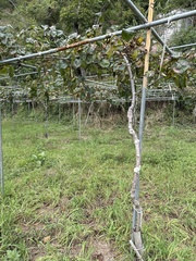 Actinidiaceae
