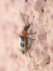 Paranapiacaba tricincta