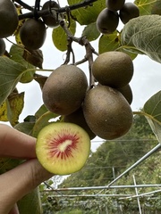 Actinidiaceae