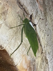 Stilpnochlora azteca