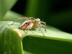Oxyopes gracilipes