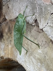 Stilpnochlora azteca
