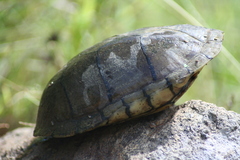 Kinosternon integrum