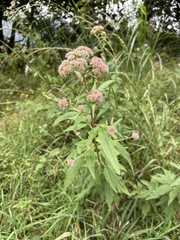 Eupatorium formosanum