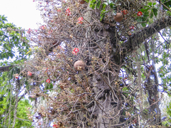 Couroupita guianensis