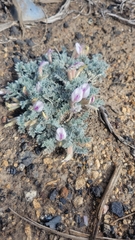 Astragalus purshii