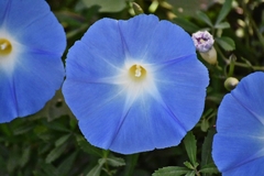 Ipomoea tricolor