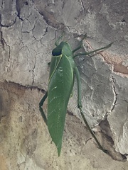 Stilpnochlora azteca