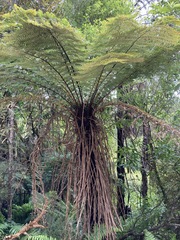 Cyathea smithii
