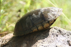 Kinosternon integrum