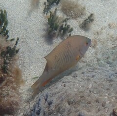 Plectroglyphidodon gascoynei