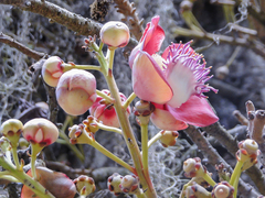 Couroupita guianensis