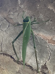 Stilpnochlora azteca