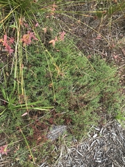 Haloragis heterophylla