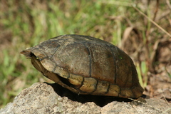 Kinosternon integrum