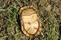 Kinosternon integrum