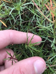 Haloragis heterophylla