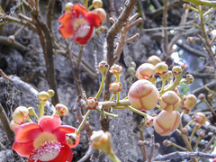 Couroupita guianensis