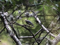 Melanerpes hoffmannii