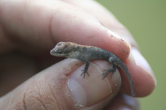 Anolis nebulosus