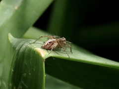 Oxyopes gracilipes