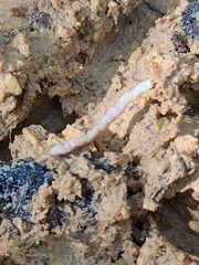 Cestoda
