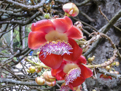 Couroupita guianensis