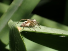 Oxyopes gracilipes