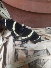 Papilio garamas garamas