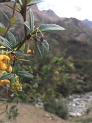 Berberis