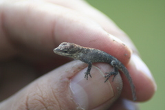 Anolis nebulosus