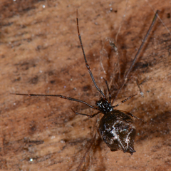 Faiditus cancellatus