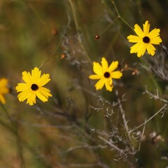 Coreopsis linifolia