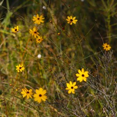 Coreopsis linifolia