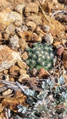 Pediocactus simpsonii