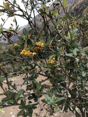 Berberis